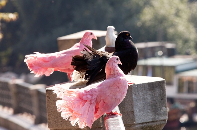 个人的胜利 个人的胜利